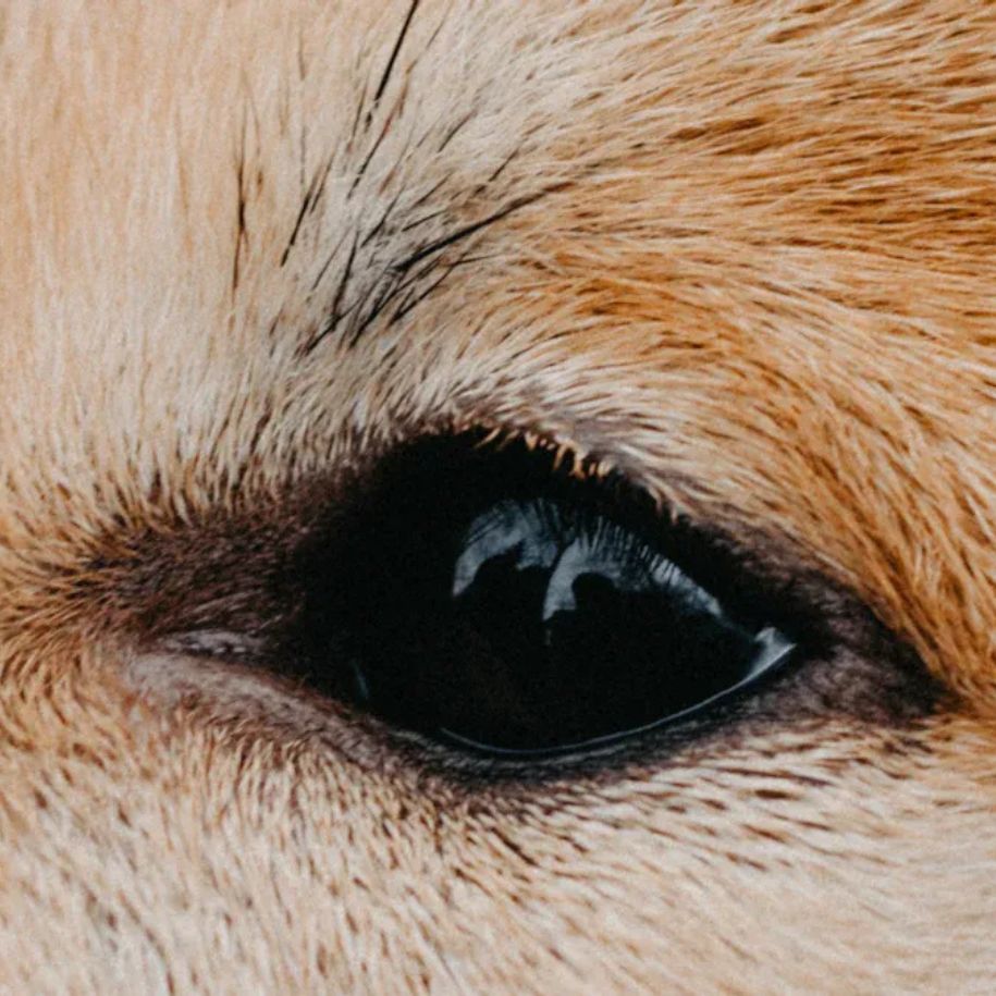 What Causes Swollen Eyes in Dogs and How to Help