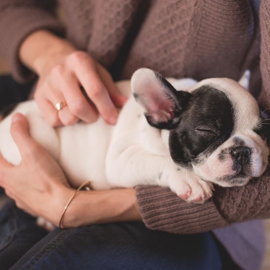 What Makes Dogs Sleepy and How It Affects Their Health