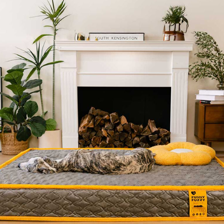 Hooman Innerspring Coils Orthopedic Human Dog Bed - Everdream