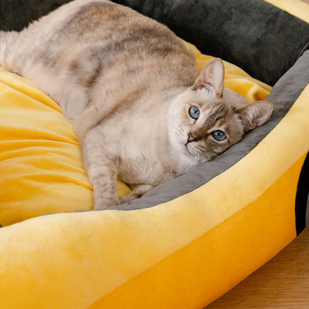 Classic Convertible Race Car Bolster Cat Bed - Fast&Fur