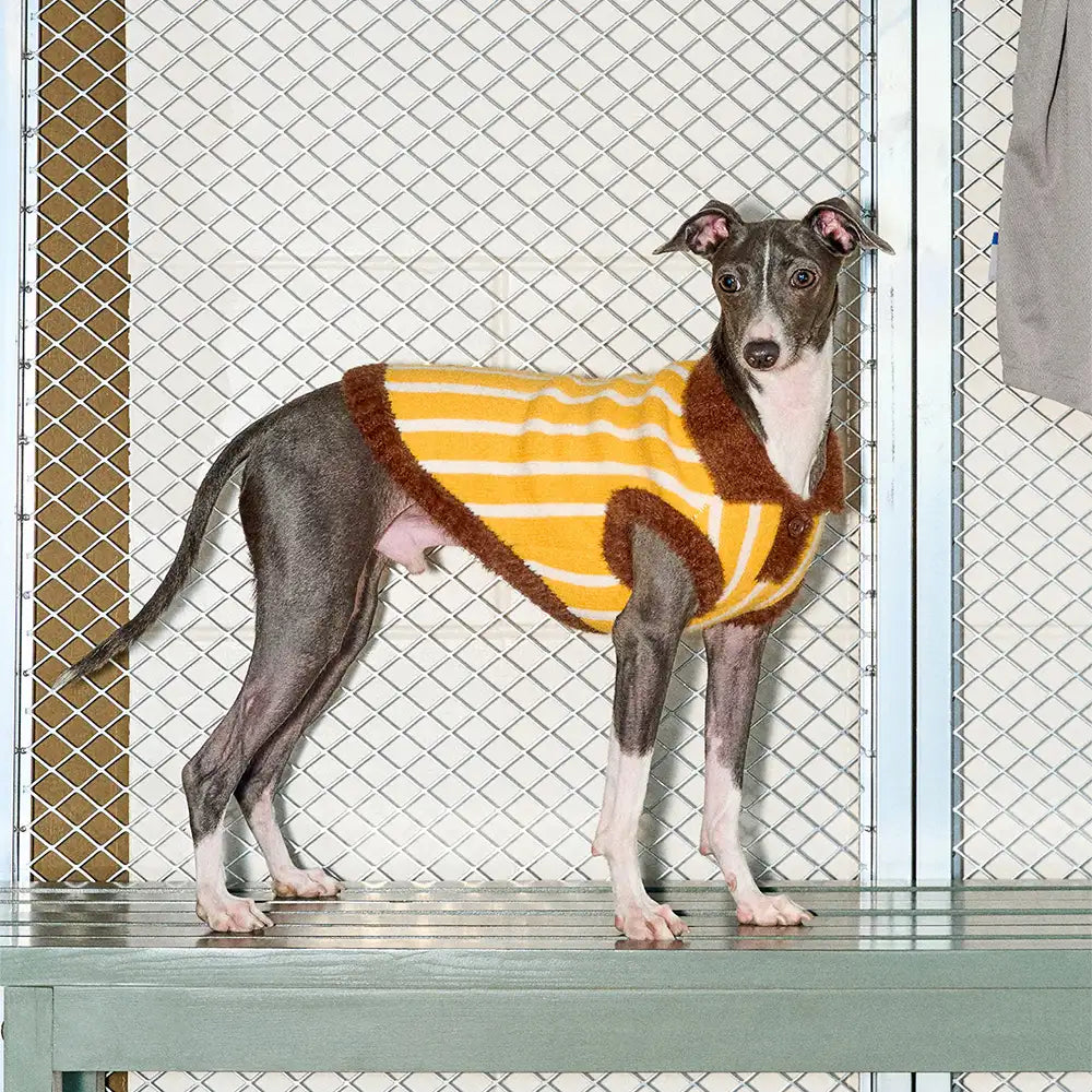 Colour Blocked Striped Polo Collar Dog Sweater For Small Dogs