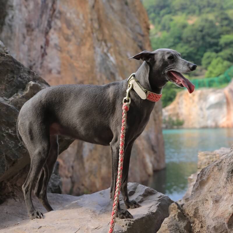 Ensemble collier et laisse pour chien anti-traction multifonctionnel en cuir tissé à la main