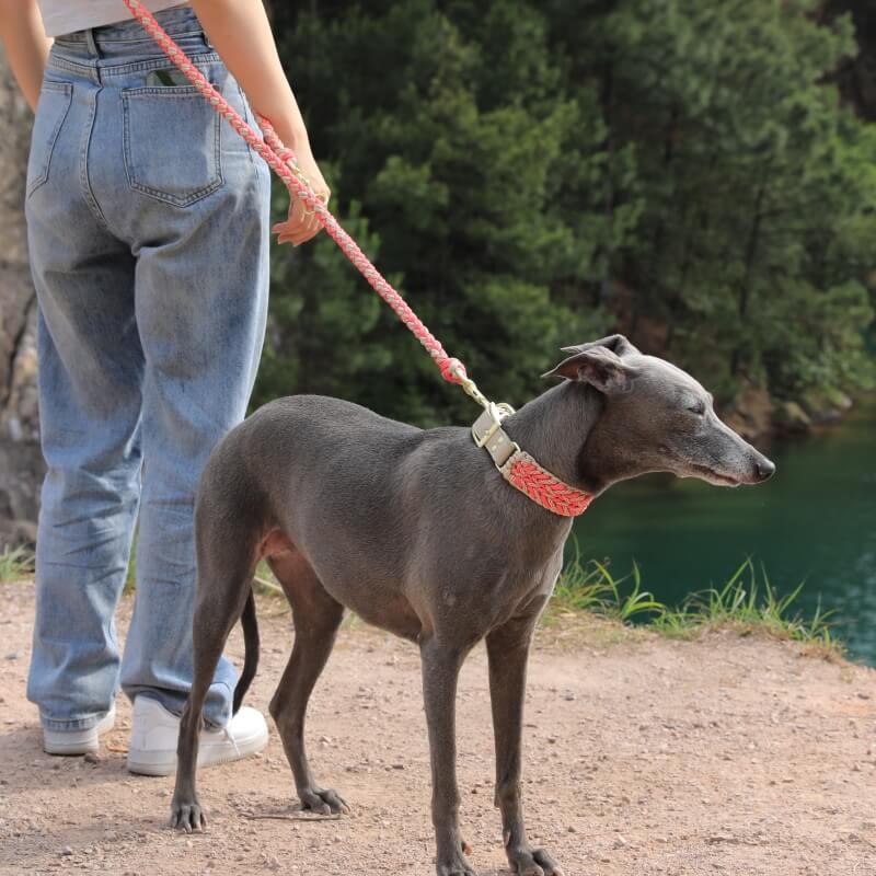 Ensemble collier et laisse pour chien anti-traction multifonctionnel en cuir tissé à la main