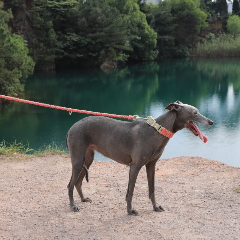 Ensemble collier et laisse pour chien anti-traction multifonctionnel en cuir tissé à la main