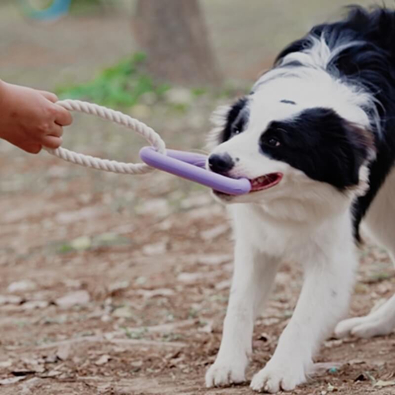 Jouet interactif de tir à la corde pour chien, nettoyage des dents, jouet à mâcher en caoutchouc