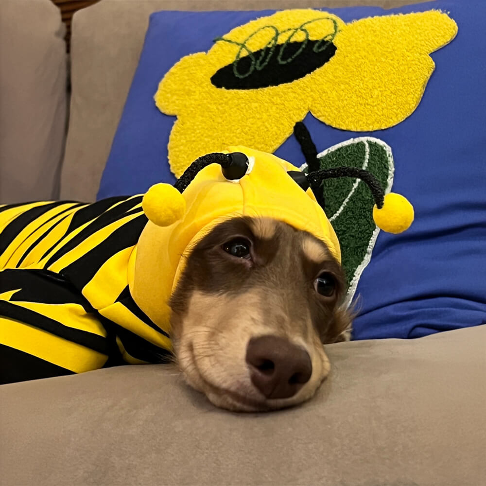 Bee Suit Quirky Funny Hooded Dog Costume