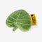 Plush Leaf-Shaped Squeaky Dog Toy - Funnyfuzzy SnugNest