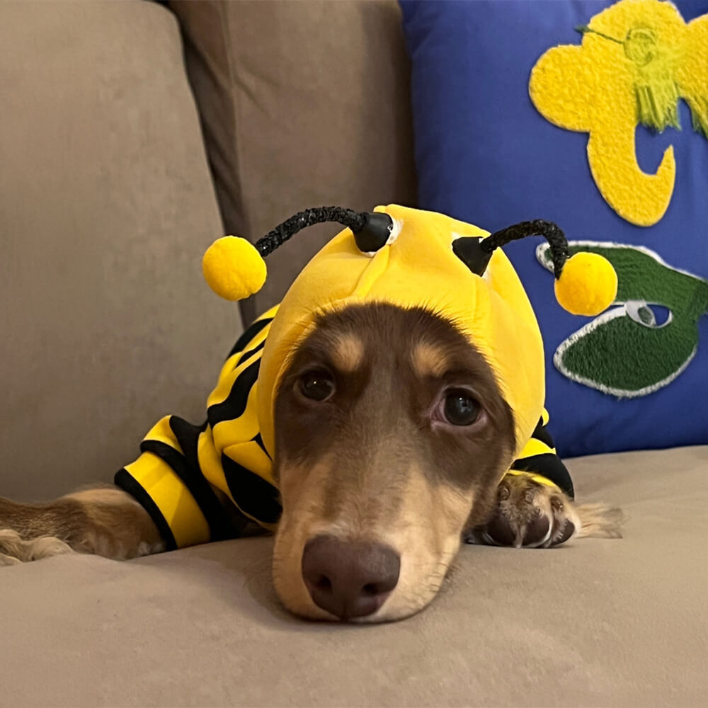 Bee Suit Quirky Funny Hooded Dog Costume