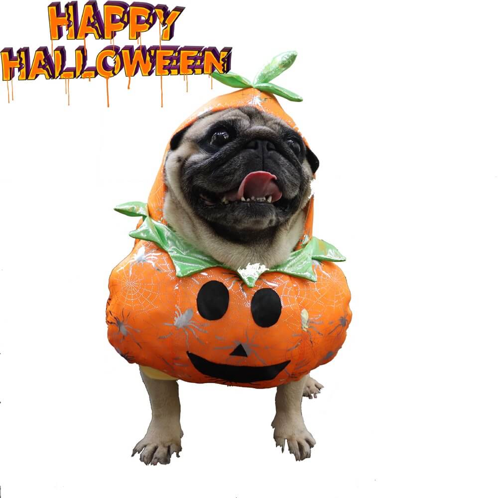 Costume de chien citrouille – Amusant et festif pour Halloween