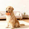 Durable Latex Teething With Squeaker Dog Chew Toy