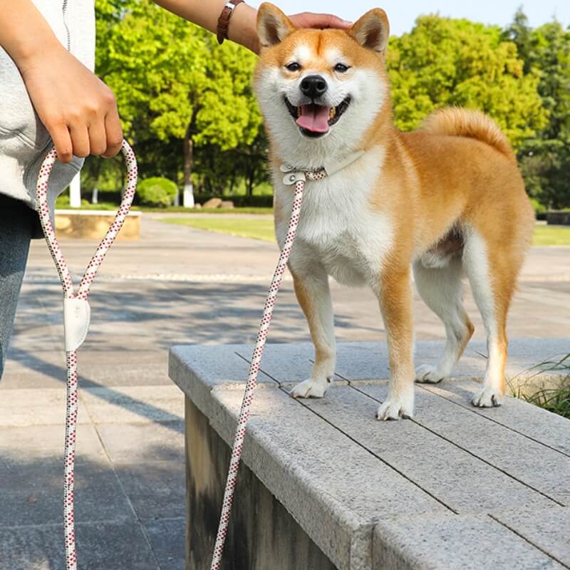 Laisse pour chien tressée en nylon antidéflagrante, sans traction