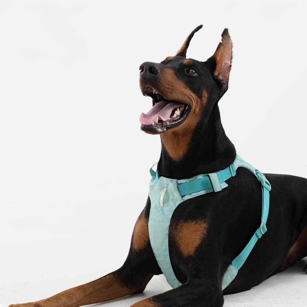 Adjustable Multi-Handle Dog Harness and Leash Kit