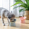 Nordic Style Elevated Anti-Choke Anti-Spill Slanted Feeding Cat & Dog Bowl