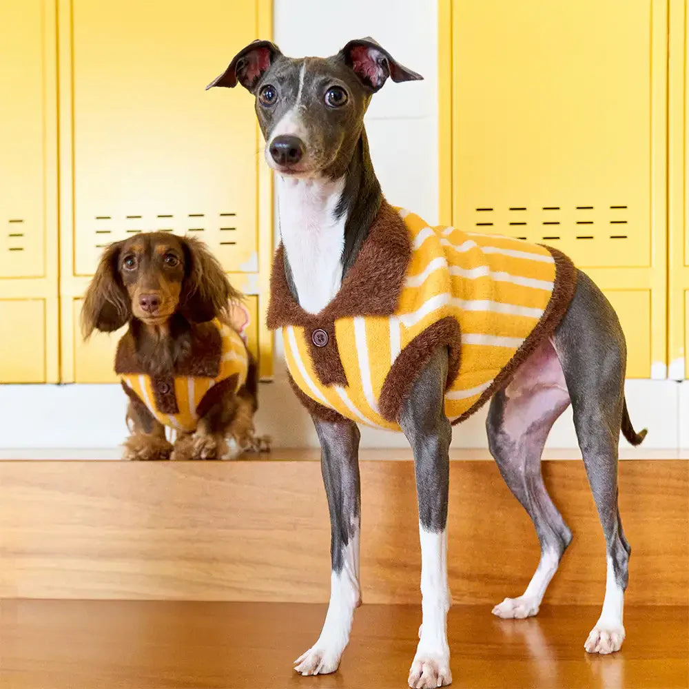 Colour Blocked Striped Polo Collar Dog Sweater For Small Dogs