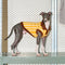 Colour Blocked Striped Polo Collar Dog Sweater For Small Dogs