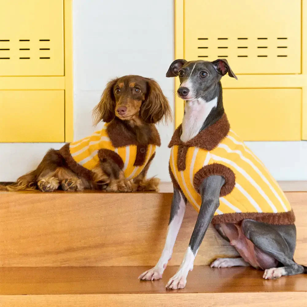 Colour Blocked Striped Polo Collar Dog Sweater For Small Dogs