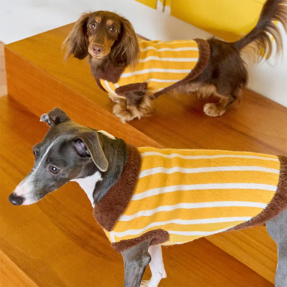 Colour Blocked Striped Polo Collar Dog Sweater For Small Dogs