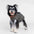 High-Neck Quilted Dog Vest – Warm Fashion Winter Coat