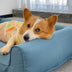 Waterproof Oxford Removable Washable Bolster Dog Sofa Bed