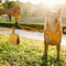 PU Leather Dog Poop Bag Dispenser