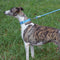 Reflective Weave Adjustable Anti Pull Dog Collar and Leash