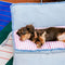 Canapé-lit multifonctionnel spacieux et pliable en denim pour chien et chat