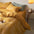 Vintage Patchwork Soft Cotton Duvet Cover Bed Sheet Set