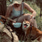Ventilated and Durable Outdoor Hiking Dog Carrier Bag