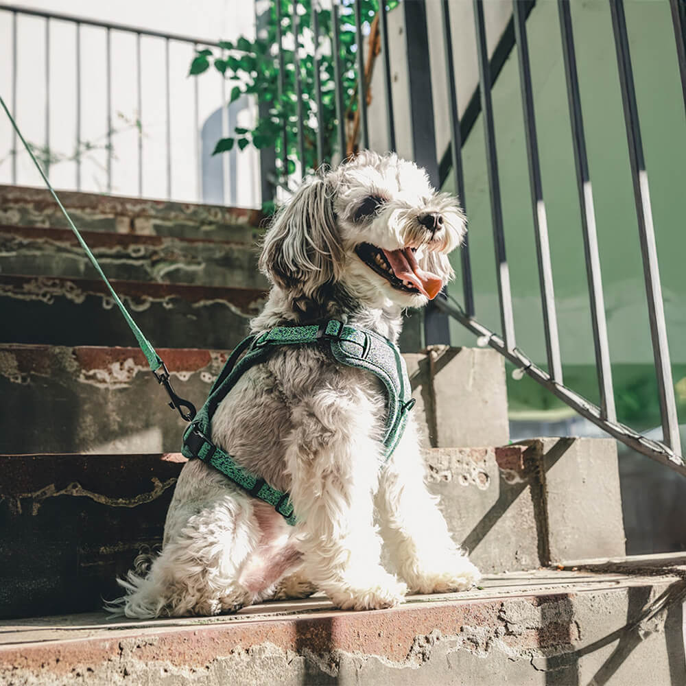 Eco-friendly Recycled Fabric No-Pull Dog Harness/Leash