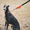 Collier et laisse pour chien anti-traction réfléchissants multifonctionnels