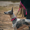 Collier et laisse pour chien anti-traction réfléchissants multifonctionnels