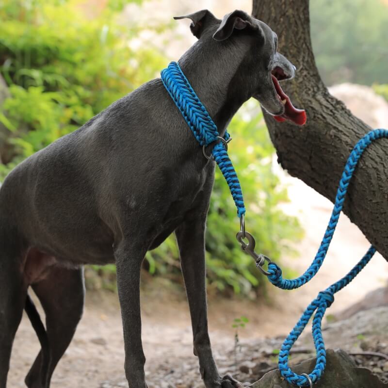 Grand collier et laisse pour chien lumineux anti-traction faits à la main