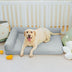 Large Cooling Breathable Non-Slip Orthopedic Dog Bed