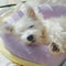 Orthopedic Spine-Support Pillow Dog Sleep Pillow