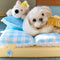 Play And Rest All-In-One Double-Layer Comfortable Washable Dog Bed - Pet Exclusive