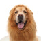 Lion Mane Dog Costume – Perfect for Halloween and Fun Occasions
