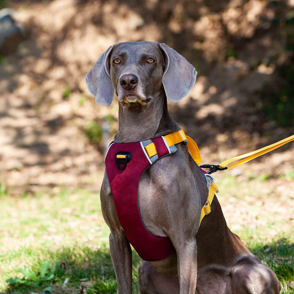 Pet Contrast Color Chest Harness and Dog Traction Rope - Explosion-Proof Vest Style