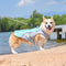Gilet respirant pour la prévention des insolations, gilet de refroidissement pour chien imbibable dans l'eau