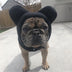 Fleece Dog Hood with Bear Ears – Fun and Cozy Winter Headwear