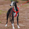 Ensemble de promenade avec harnais réglable sans traction pour chien, facile à porter