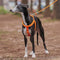 Ensemble de promenade avec harnais réglable sans traction pour chien, facile à porter