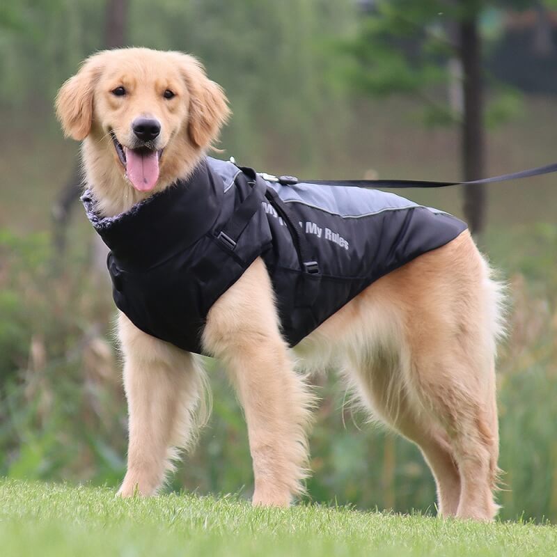 Veste épaisse à col haut pour chien, accessoires chauds et Cool, manteau en coton