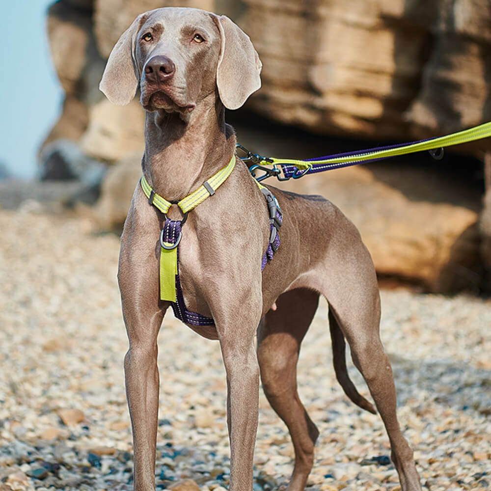 Backleneck Dog Halter Blue-9 Buckle-Neck Balance Harness, Fully Customizable Fit ...