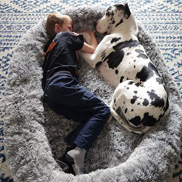 a boy & a big dog sleeping on a big dog bed