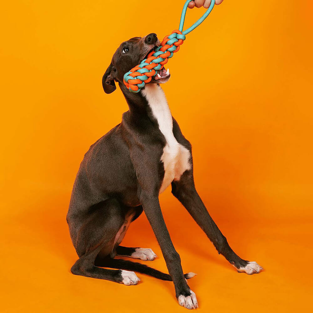 Ensemble de jouets pour chien en corde à nœuds - Color Clash