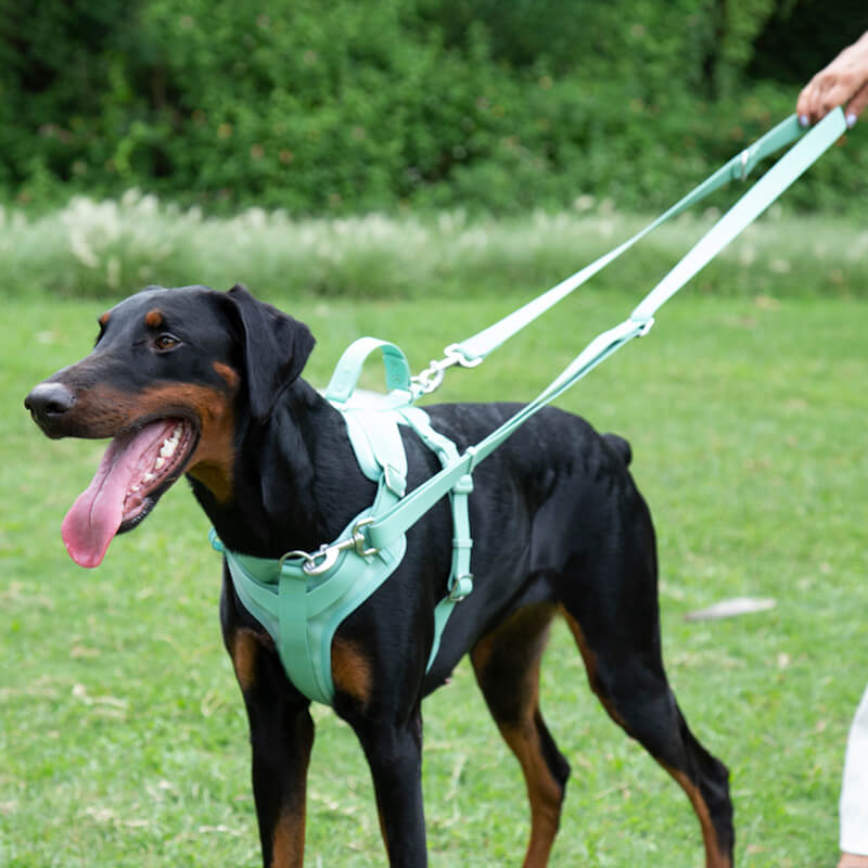 Harnais pour chien gommeux