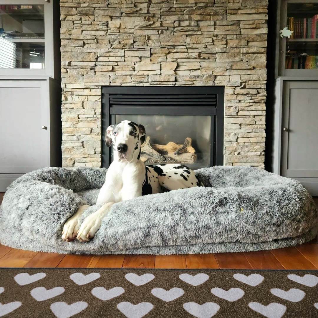 Modern dog bed best sale